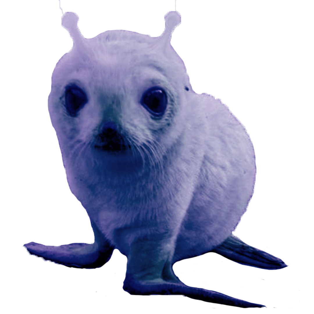 Grey Seal