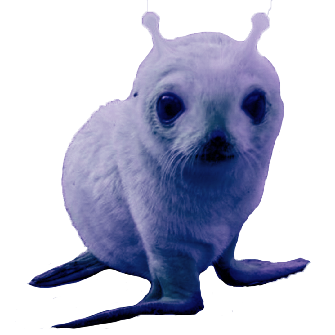 Grey Seal